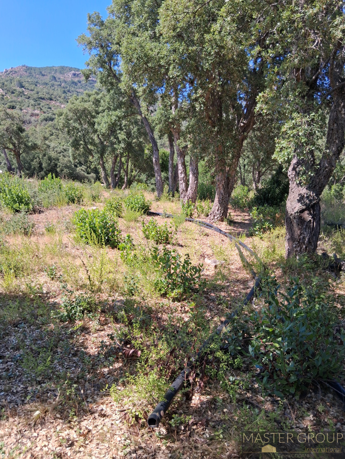 Offres de vente Terrain Sari-Solenzara (20145)
